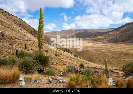 Plantes Puya raimondii très haut dans les Andes péruviennes, l'Amérique du Sud. Banque D'Images