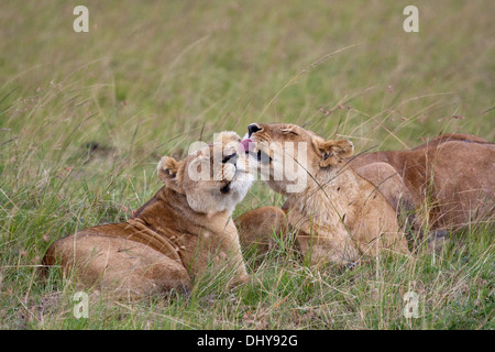 Lave-lionnes dans le Masai Mara au Kenya Banque D'Images