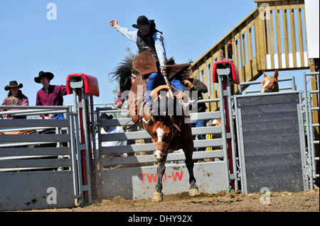 Un cowboy monte un monte de tronçonnage à une selle bronc riding événement à un rodéo de l'Alberta. Banque D'Images