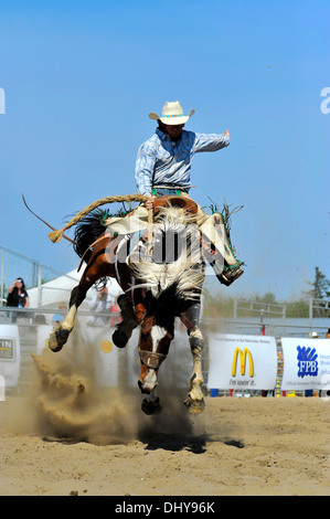 Un cowboy monte un monte de tronçonnage à un événement saddle bronc riding Banque D'Images