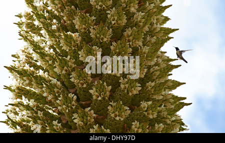 Humming Bird se nourrissant de plantes Puya raimondii un très haut dans les Andes péruviennes. Banque D'Images