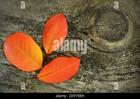 Les feuilles d'automne sur fond de bois Banque D'Images