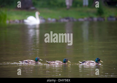 Trois canards natation sur le lac avec un grand cygne à les regarder sur l'arrière-plan Banque D'Images