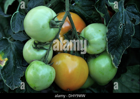 Un tas de tomates croissant sur une vigne Banque D'Images