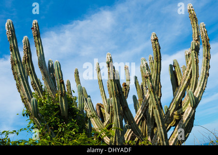 Pilosocereus ulei Cactus, Ponta da Boca da Barra, Buzios, Rio de Janeiro, Brésil Banque D'Images