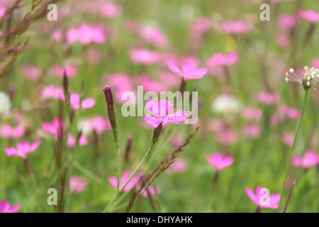 Fleurs d'oeillet rose sauvage dans le domaine Banque D'Images