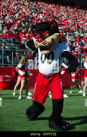 Piscataway, New Jersey, USA. 16 Nov, 2013. 16 novembre 2013 : Les Cincinnati Bearcats mascot effectue pendant le jeu entre Cincinnati Bearcats et Rutgers Scarlet Knights à Highpoint Solutions Stadium à Piscataway, New Jersey. Credit : csm/Alamy Live News Banque D'Images