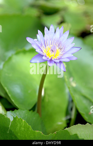 Le violet dans l'étang de lotus et Lotus feuille verte de l'arrière-plan. Banque D'Images