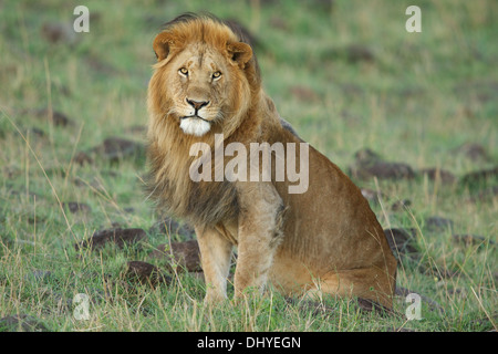 Le lion, roi de la jungle, dans son habitat naturel. Banque D'Images