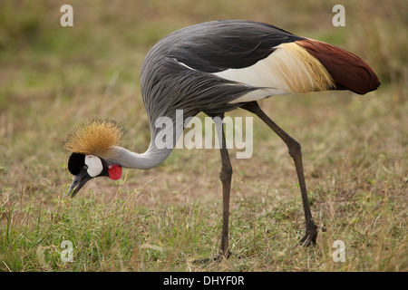 Une grue couronnée grise promenades et des flux dans le parc national du Masai Mara au Kenya Banque D'Images