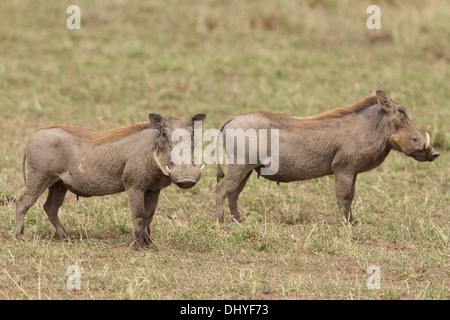 Une famille de phacochères se lever et regarder dans le parc national du Masai Mara au Kenya Banque D'Images