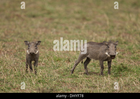 Une famille de phacochères se lever et regarder dans le parc national du Masai Mara au Kenya Banque D'Images