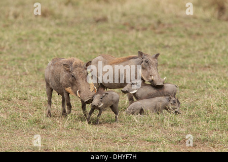 Une famille de phacochères se lever et regarder dans le parc national du Masai Mara au Kenya Banque D'Images