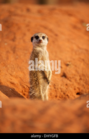 Les suricates du Kalahari dans le domaine de l'Afrique du Sud Northern Cape Banque D'Images