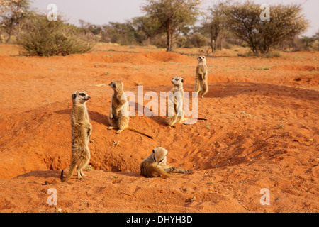 Les suricates du Kalahari dans le domaine de l'Afrique du Sud Northern Cape Banque D'Images