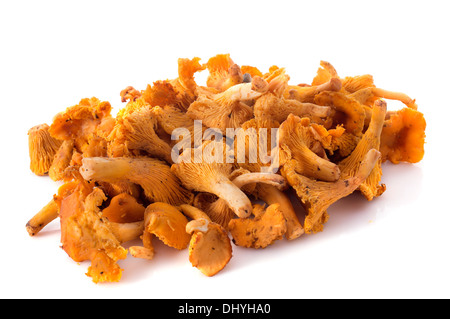 Golden chanterelles in front of white background Banque D'Images