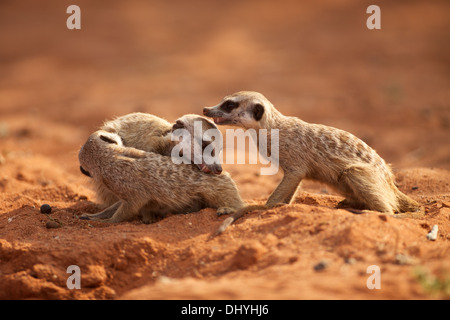 Les suricates du Kalahari dans le domaine de l'Afrique du Sud Northern Cape Banque D'Images