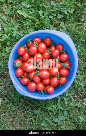 Tomates cerises en contenant de plastique bleu Banque D'Images