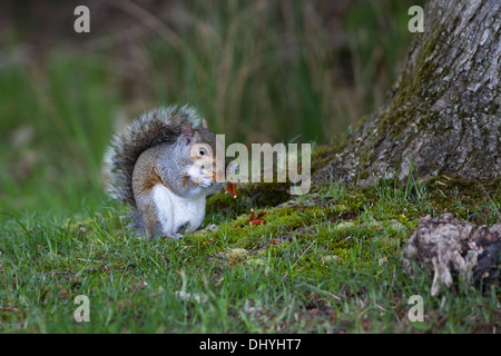 L'Écureuil gris de l'alimenter dans un bois, Arne RSPB, UK (Sciurus carolinensis) Printemps Banque D'Images