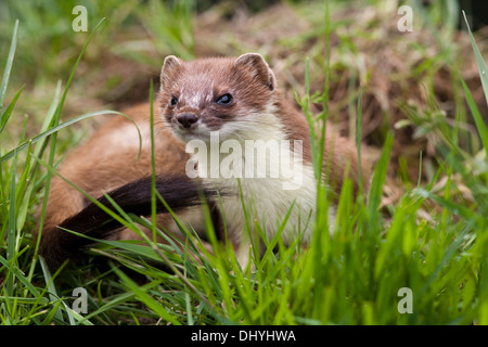 Hermine (Mustela erminea) UK Banque D'Images