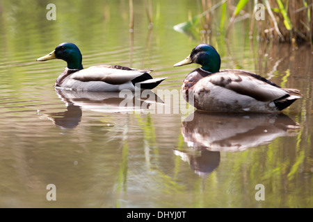 Canard colvert (Anas platyrhynchos) UK Banque D'Images