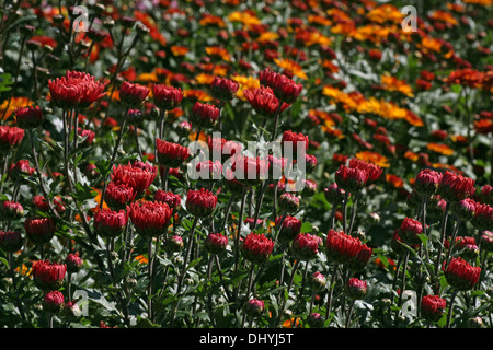 Chrysanthèmes en automne au jardin Banque D'Images