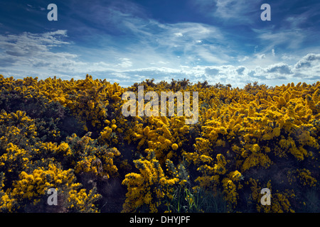 L'ajonc jaune vif en pleine floraison contre un ciel bleu profond. Banque D'Images