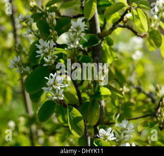 L'Amelanchier alnifolia fleurs blanches fleurs de printemps fleurs fleur arbre de jardin en fleurs Banque D'Images