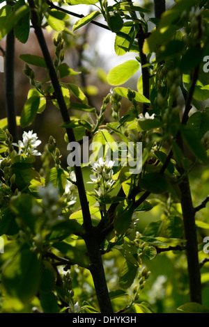 L'Amelanchier alnifolia fleurs blanches fleurs de printemps fleurs blooming blossom garden tree contraste rétro-éclairage rétroéclairé Banque D'Images