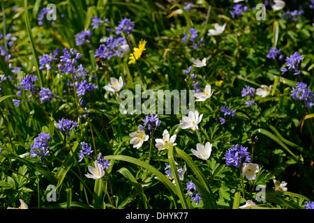 Fleurs blanches anemone nemorosa bois ombragé à l'ombre de l'ombre fleur fleurs bleu fleur Scilla siberica squill de Sibérie Banque D'Images