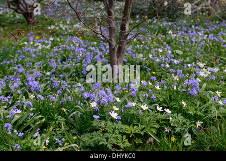 Fleurs blanches anemone nemorosa bois ombragé à l'ombre de l'ombre fleur fleurs bleu fleur Scilla siberica squill de Sibérie Banque D'Images