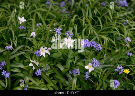 Fleurs blanches anemone nemorosa bois ombragé à l'ombre de l'ombre fleur fleurs bleu fleur Scilla siberica squill de Sibérie Banque D'Images