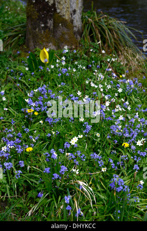 Fleurs blanches anemone nemorosa bois ombragé à l'ombre de l'ombre fleur fleurs bleu fleur Scilla siberica squill de Sibérie Banque D'Images