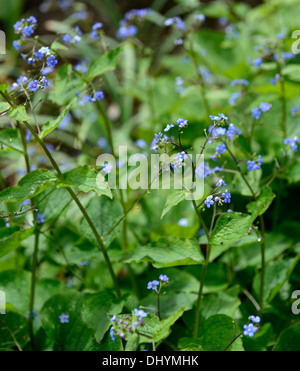 Brunnera macrophylla langtrees bleu perpétuel ne m'oubliez pas d'ombre à l'ombre des plantes à fleurs de printemps amour ombragé Banque D'Images