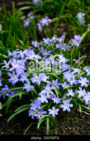 Chionodoxa forbesii gloire de la neige fleurs printemps Scilla forbesii fleur fleurs lilas bleu fleur fleurs Banque D'Images