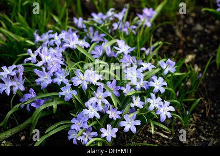 Chionodoxa forbesii gloire de la neige fleurs printemps Scilla forbesii fleur fleurs lilas bleu fleur fleurs Banque D'Images