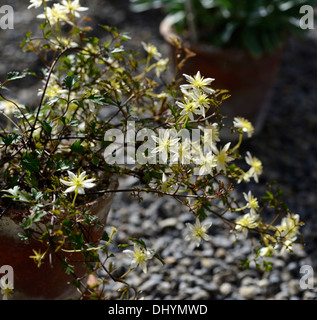 Clematis fleurs vert pâle lass lunaire portraits de plantes grimpantes plantes grimpantes à feuillage persistant Old Man's beard Virgin's bower Banque D'Images