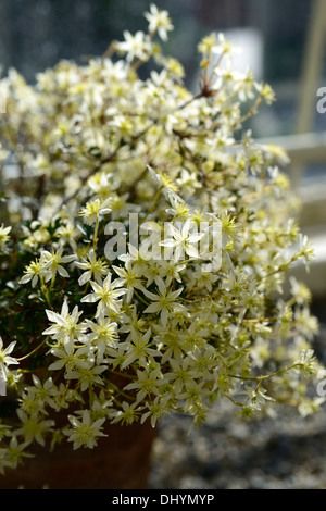 Clematis fleurs vert pâle lass lunaire portraits de plantes grimpantes plantes grimpantes à feuillage persistant Old Man's beard Virgin's bower Banque D'Images