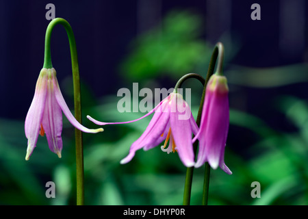 L'Erythronium revolutum knightshayes fawn lily rose violet dogstooth fleurs de printemps bouquet fleurs couleurs Les couleurs de la dent des chiens Banque D'Images