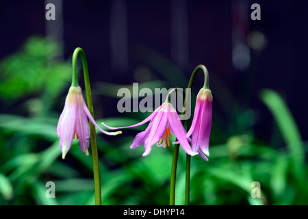 L'Erythronium revolutum knightshayes fawn lily rose violet dogstooth fleurs de printemps bouquet fleurs couleurs Les couleurs de la dent des chiens Banque D'Images