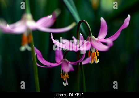 L'Erythronium revolutum knightshayes fawn lily rose violet dogstooth fleurs de printemps bouquet fleurs couleurs Les couleurs de la dent des chiens Banque D'Images