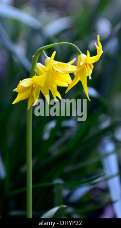 L'erythronium tuolumnense spindlestone dogstooth lily fawn printemps violet Floraison fleurs jaune Bouquet couleurs Les couleurs de la dent des chiens Banque D'Images