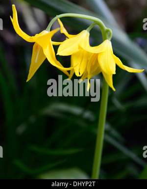 L'erythronium tuolumnense spindlestone dogstooth lily fawn printemps violet Floraison fleurs jaune Bouquet couleurs Les couleurs de la dent des chiens Banque D'Images