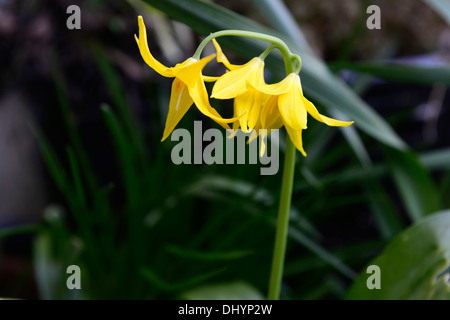 L'erythronium tuolumnense spindlestone dogstooth lily fawn printemps violet Floraison fleurs jaune Bouquet couleurs Les couleurs de la dent des chiens Banque D'Images