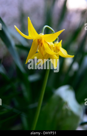 L'erythronium tuolumnense spindlestone dogstooth lily fawn printemps violet Floraison fleurs jaune Bouquet couleurs Les couleurs de la dent des chiens Banque D'Images