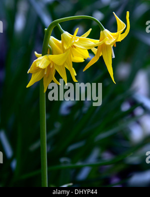 L'erythronium tuolumnense spindlestone dogstooth lily fawn printemps violet Floraison fleurs jaune Bouquet couleurs Les couleurs de la dent des chiens Banque D'Images