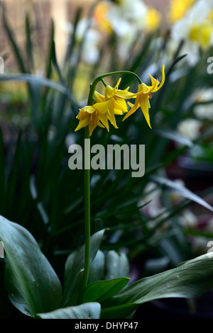 L'erythronium tuolumnense spindlestone dogstooth lily fawn printemps violet Floraison fleurs jaune Bouquet couleurs Les couleurs de la dent des chiens Banque D'Images