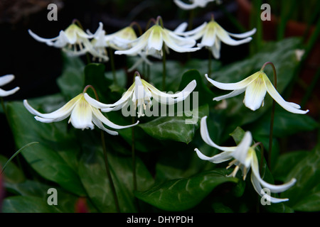 L'erythronium californicum white beauty fawn lily dogstooth printemps violet Floraison fleurs blanches bouquet couleurs Les couleurs de la dent des chiens Banque D'Images