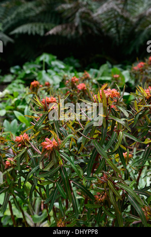 Euphorbia griffithii dixter Printemps des Fleurs orange vert feuilles plantes vivaces à feuillage euphorbes les asclépiades Banque D'Images