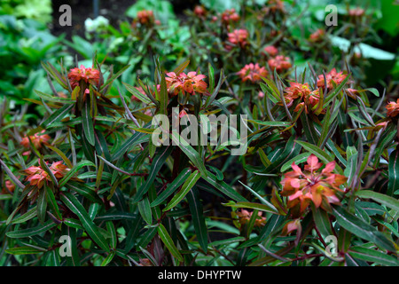 Euphorbia griffithii dixter Printemps des Fleurs orange vert feuilles plantes vivaces à feuillage euphorbes les asclépiades Banque D'Images